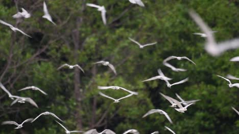 Seeschwalben-Sind-Seevögel,-Die-Auf-Der-Ganzen-Welt-Im-Meer,-In-Flüssen-Und-Anderen-Größeren-Gewässern-Zu-Finden-Sind