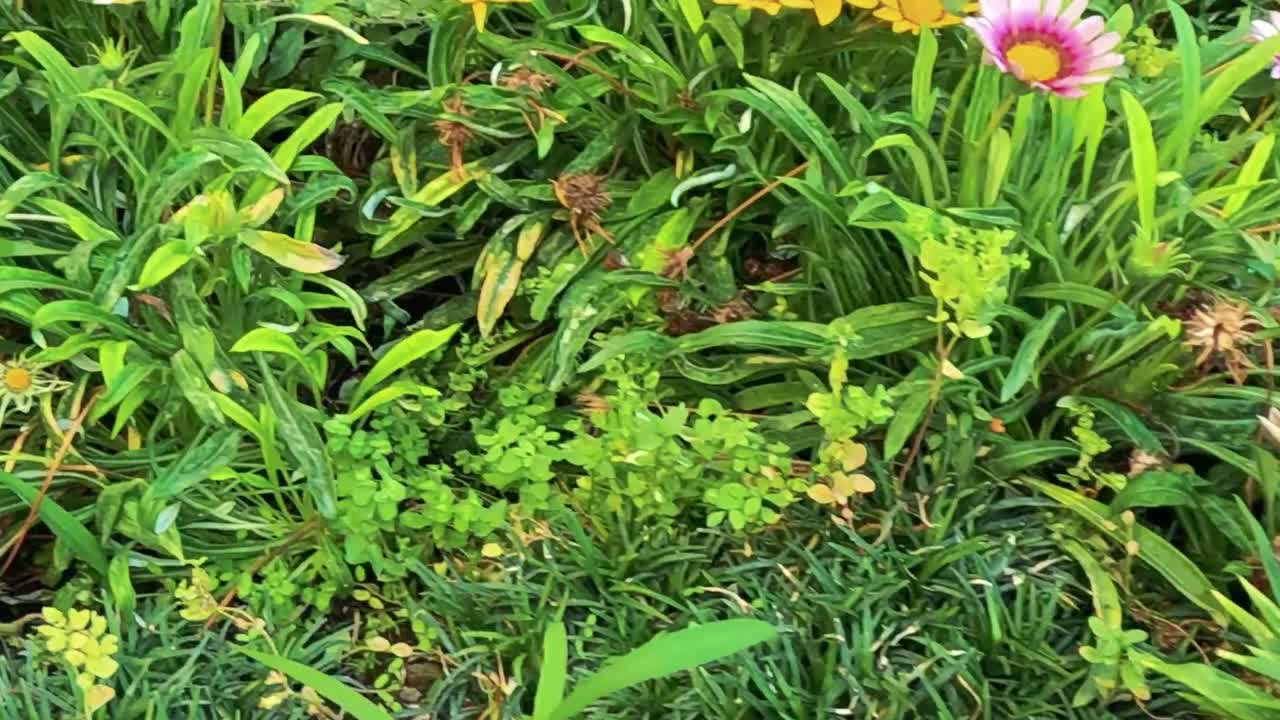 A vibrant display of pink and white flowers amidst dense green foliage, showcasing nature's beauty.