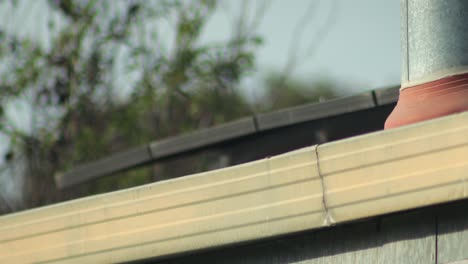 a common myna peeking over a building gutter