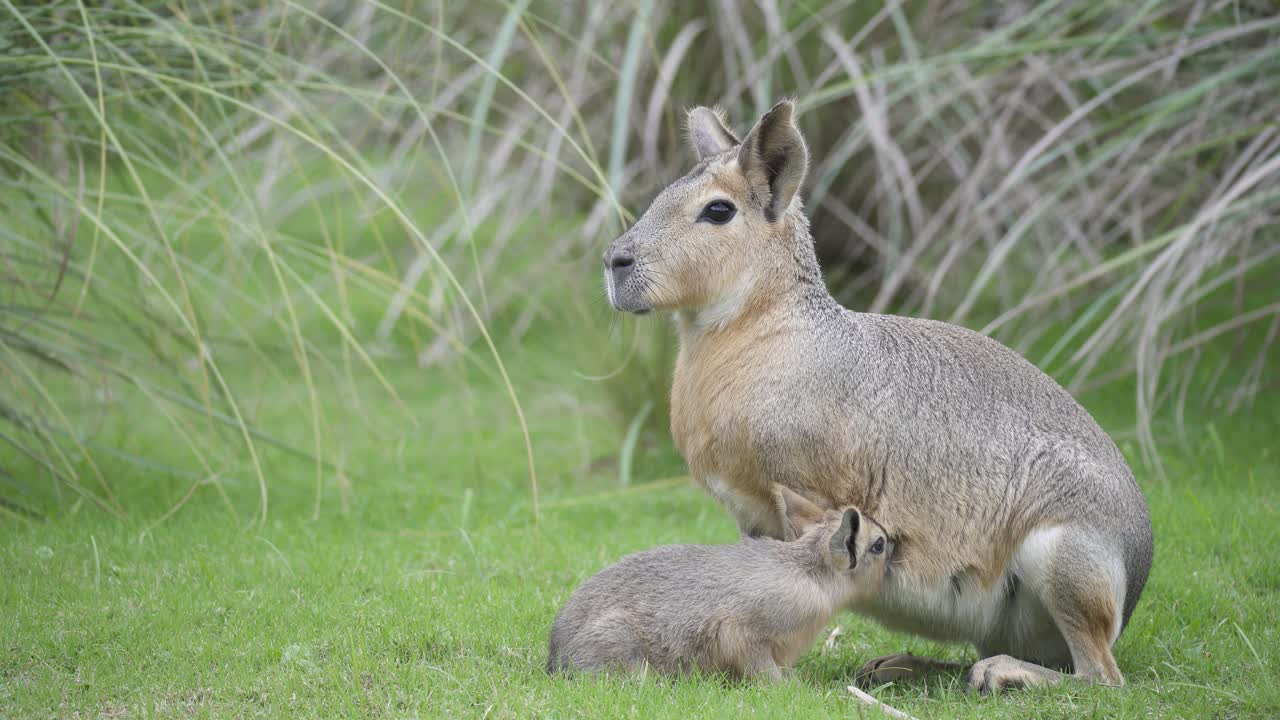 bebé mara patagónica bebe leche de su madre sobre la hierba verde