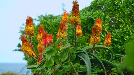 vibrant aloe vera plant flowers sway in breeze, spring season