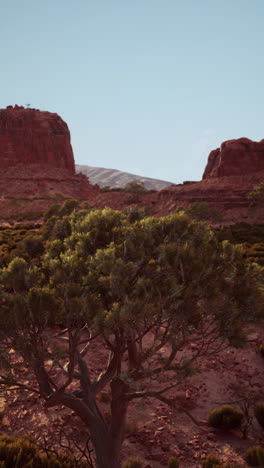 tree in red rock desert