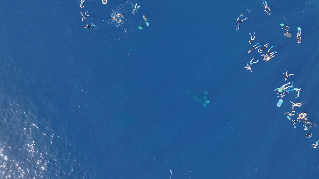 Tourists Snorkeling In The Blue Ocean With Close Encounter To Humpback Whale Calf In Moorea, French Polynesia