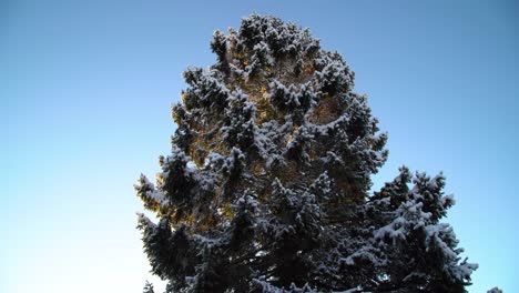 Travelling-from-right-to-left-around-a-large-tree-with-snow-and-blue-sky-in-the-background