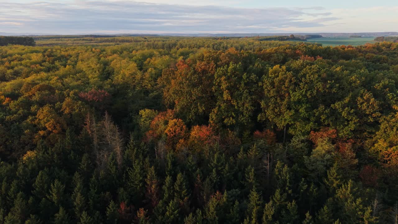 Aerial video of an autumn forest showing a mix of evergreen and deciduous trees. The foliage displays rich tones of green, yellow, and orange, creating a stunning natural tapestry under warm sunlight
