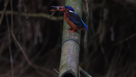 a fish in its mouth, trying to make the head go in first before swallowing