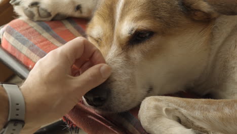 slow motion of caucasian man that gently caresses his brown and white dog indoor