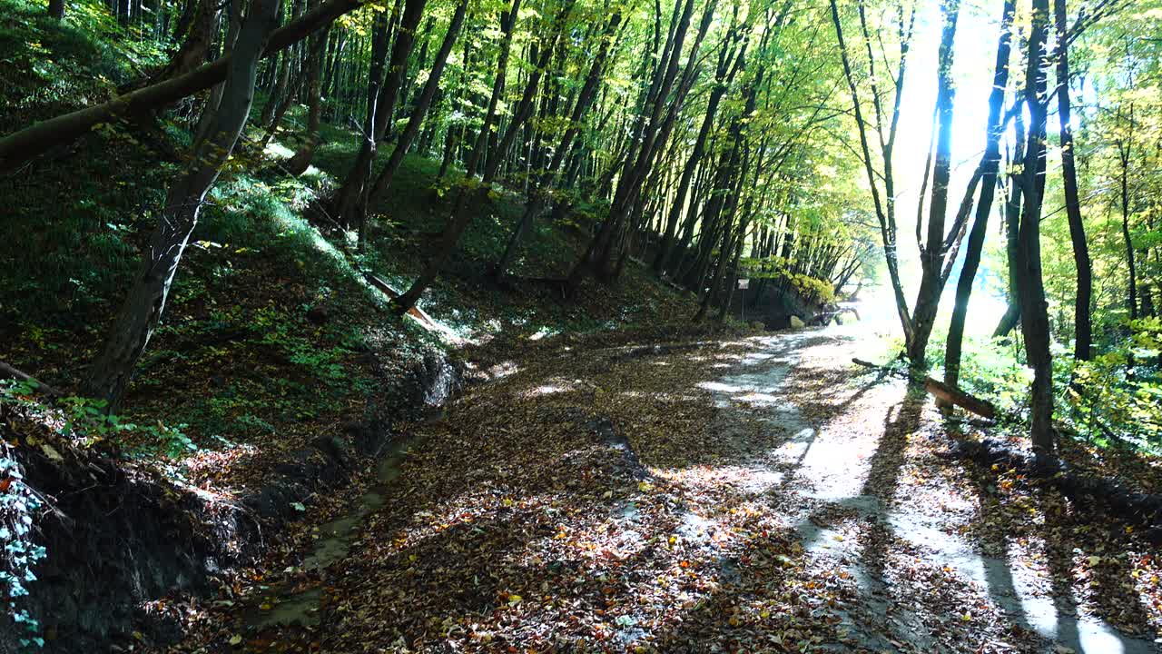 Stream in the woods. Autumn forest