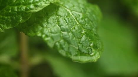 raindrop dripping onto a vivid green, wet, textured mint leaf - macro and slow motion