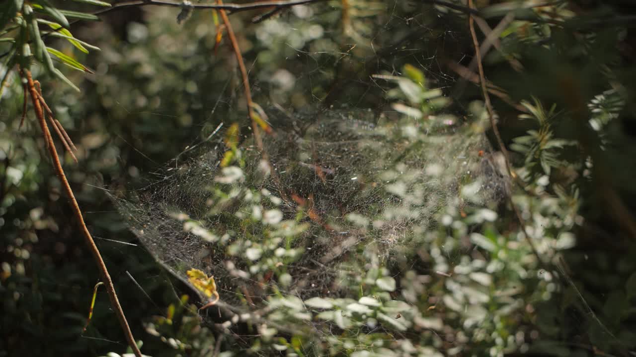 Ragnatela su rami in una foresta, una gigantesca casa di insetti in un parco nazionale in Finlandia.