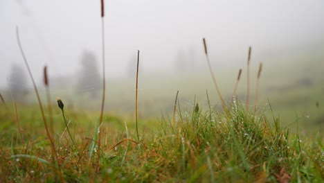 misty morning meadow: dew-covered grass and spiderwebs