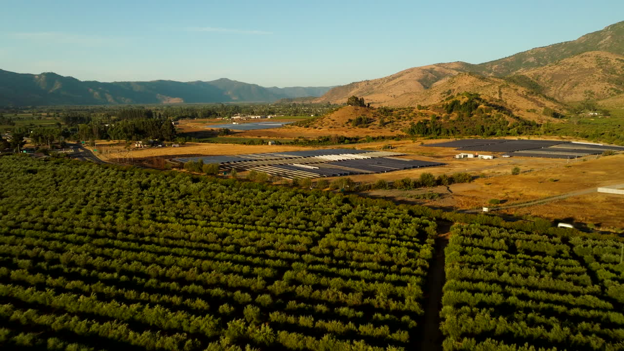 Sunset aerial over vast olive orchard grove in Chile toward solar farm