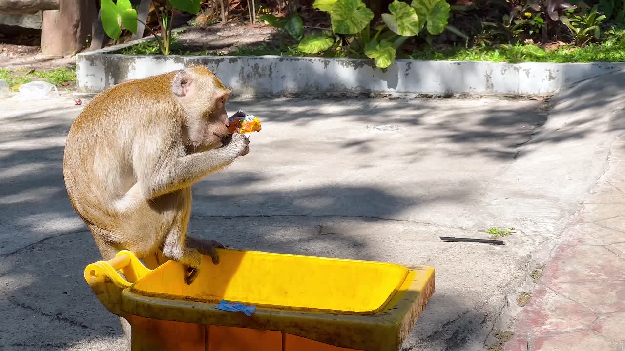 un mono disfruta de la comida en un zoológico
