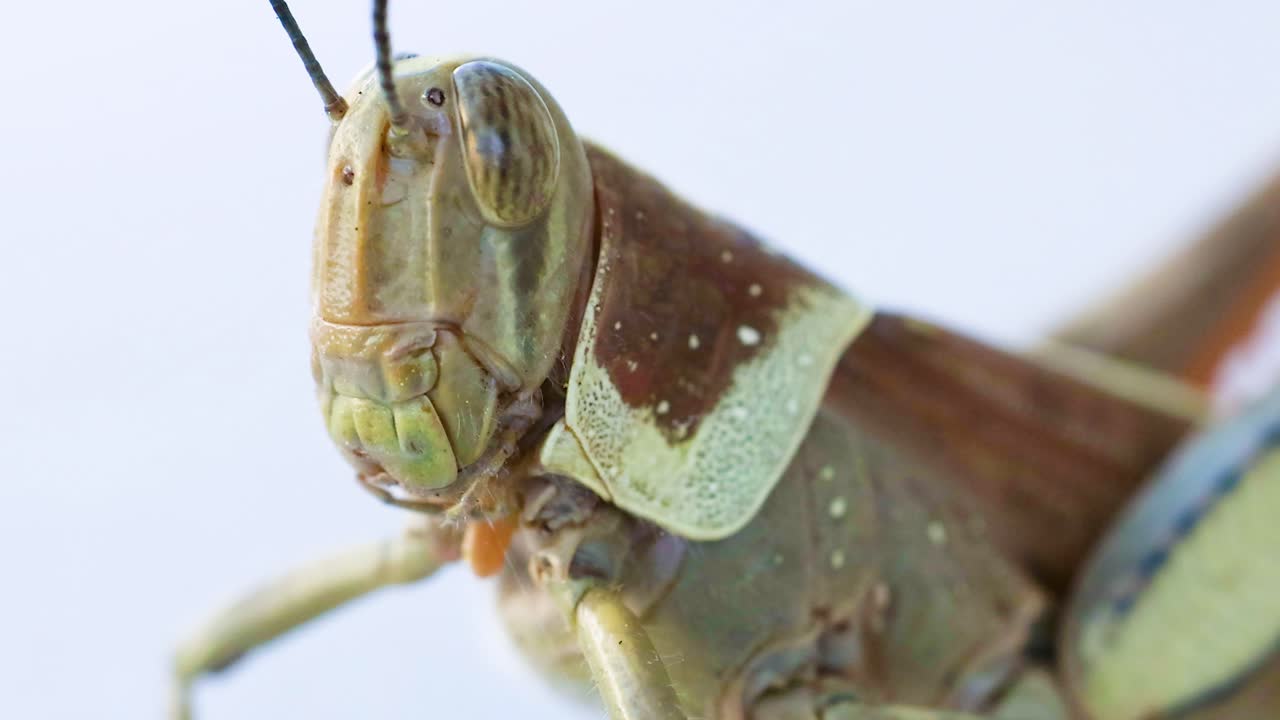 vista detallada de la cabeza y el cuerpo de un saltamontes