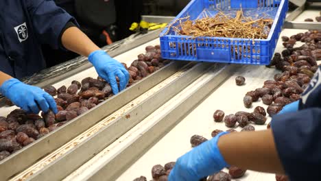 medjool dates factory workers remove impurities manually from conveyor