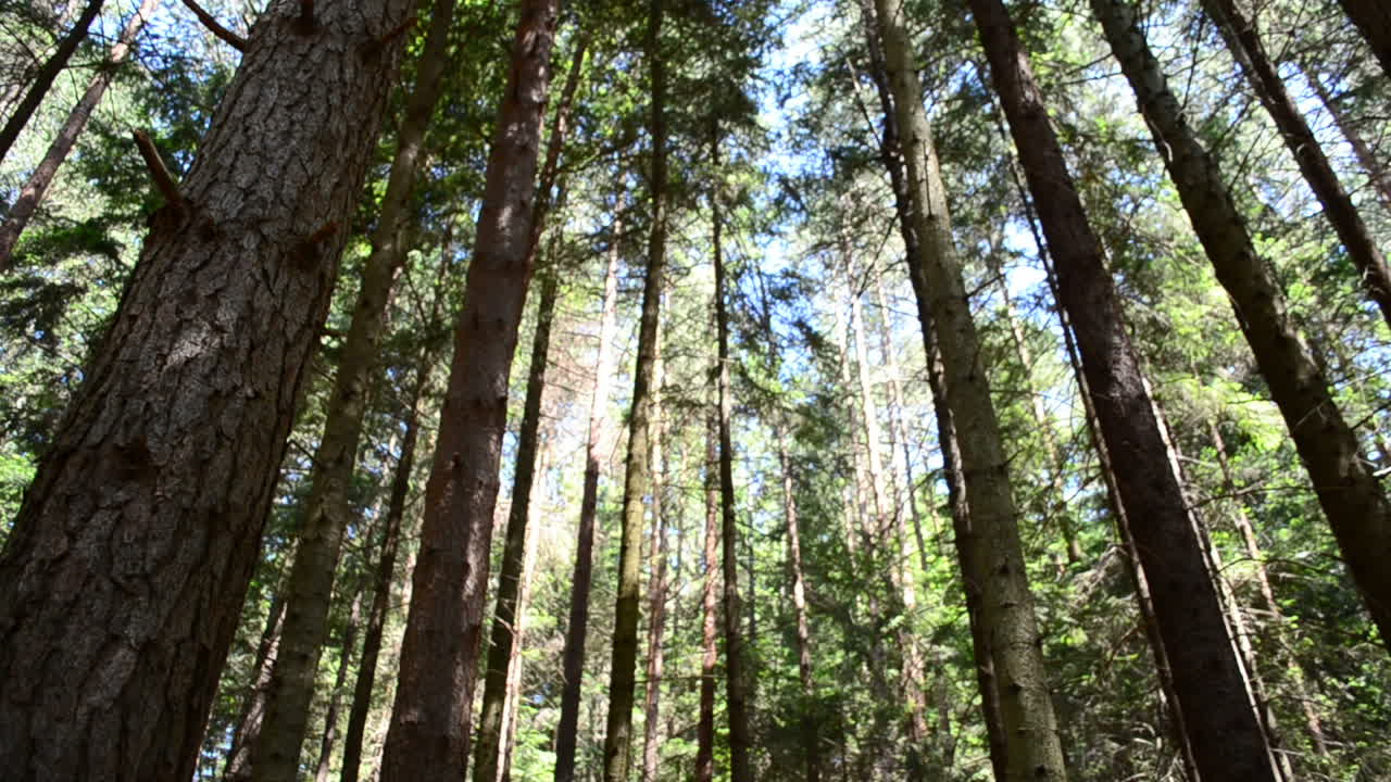 Pini alti. Alberi in montagna.