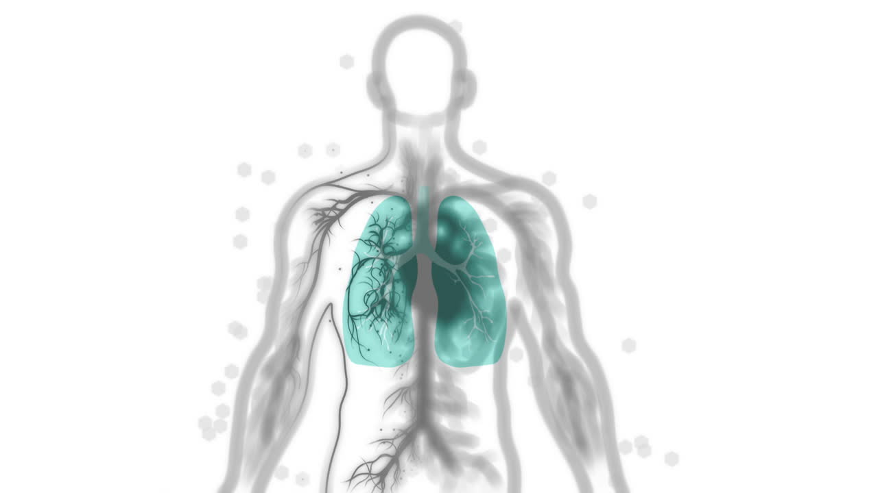 Lungs and Human Anatomy Illustration
