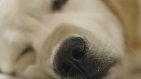 primer plano de un golden retriever durmiente