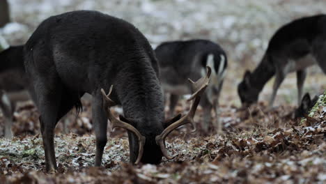 Deer-forage-for-winter-food-in-Czech-forest-ground,-surrounded-by-serene-natural-beauty