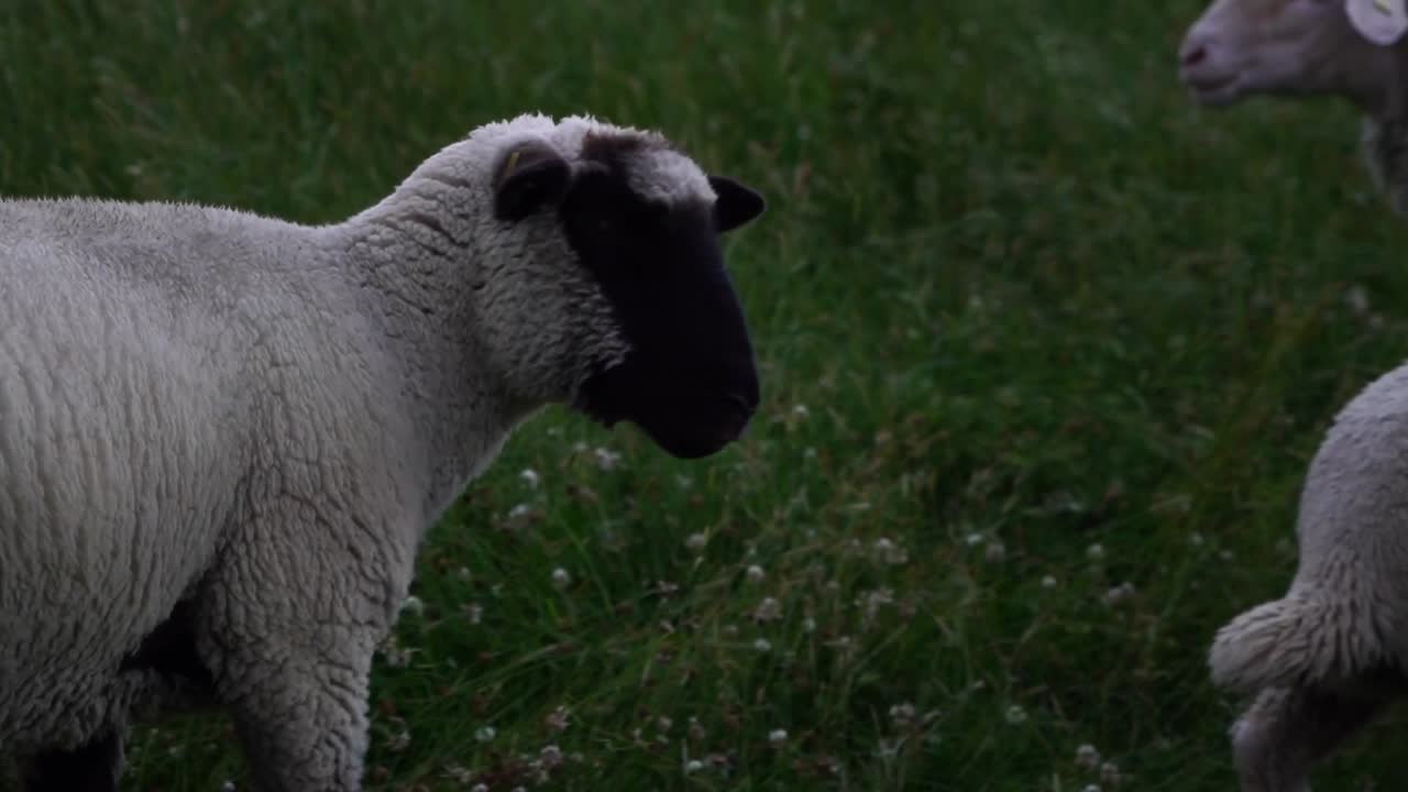 노르덴 시 에 있는 독일 의 푸른 초원 에 있는 양 들
