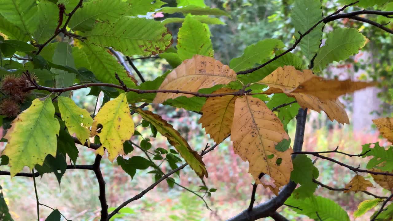 hojas de haya de color bronce en el viento de otoño, worcestershire, inglaterra