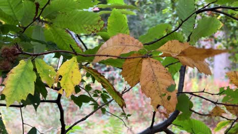 Bronze-coloured-Beech-Tree-leaves-in-the-autumn-wind,-Worcestershire,-England