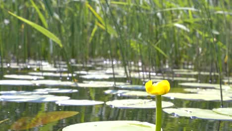 blooming yellow nuphar lutea