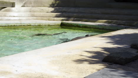 california sea lions swimming in the zoo park and looking out of the water during sunny day