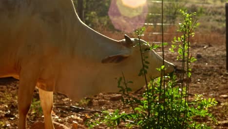Erwachsene-Kuh-Frisst-Eine-Kleine-Pflanze-In-Der-Heißen-Sonne-Auf-Einem-Bauernhof