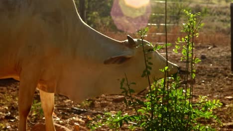 adult cow eating a small plant in the hot sun on a farm