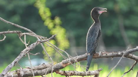 cormorán en estanque relajante uhd mp4 4k video