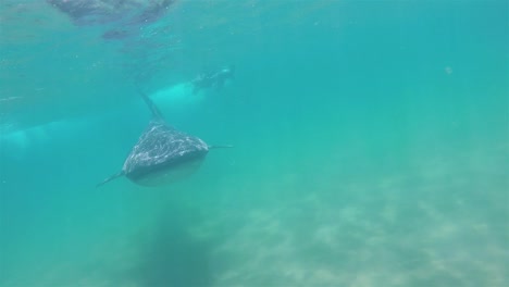 un enorme tiburón ballena de baja nada bajo el agua con buzos en la paz