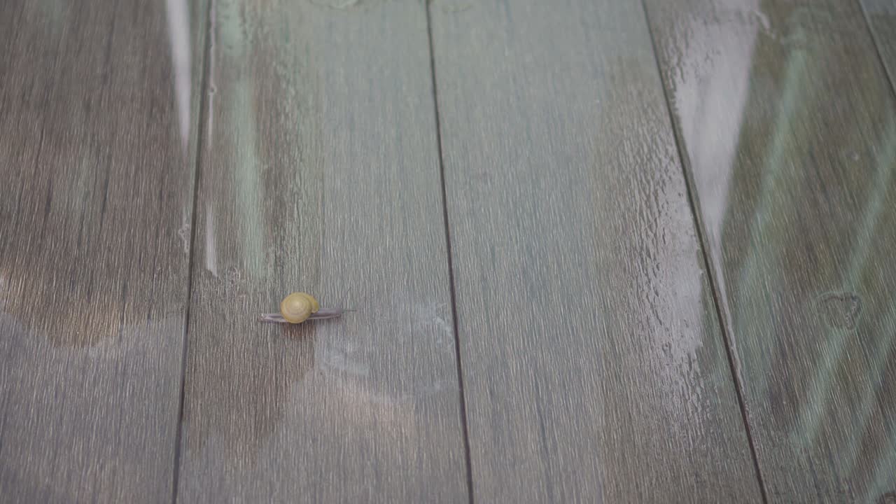 4k 영상: 은 나무 바닥에서 천천히 기어다니는 달이