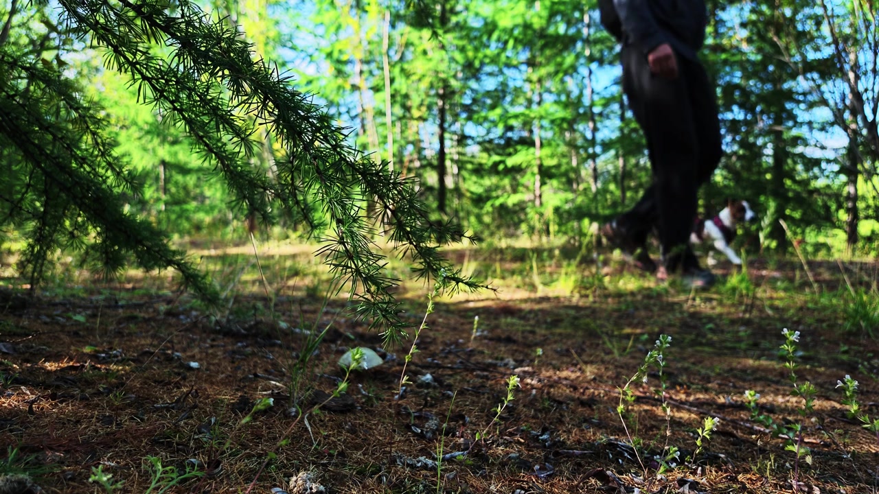 A person in dark clothing walks through a sunlit forest with a small white and brown dog. They move steadily from the background toward the camera, exiting the frame on the right.