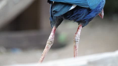 Ein-Nahaufnahmevideo-Eines-Kleinen-Exotischen-Vogels,-Der-An-Einem-Sonnigen-Nachmittag-Draußen-Auf-Und-Ab-Geht