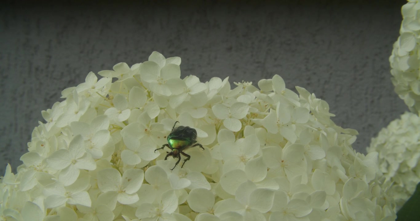 A metallic green rose chafer beetle moves across delicate white hydrangea petals. This authentic nature shot highlights biodiversity and garden sustainability.