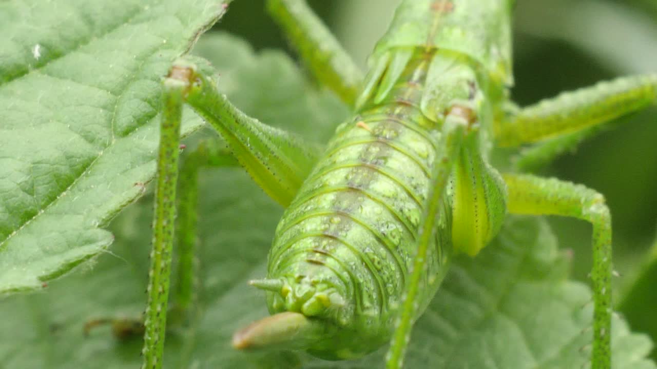 tiro macro de las piernas y la cabeza de un saltamontes verde sentado en un pasto verde en un prado en cámara lenta
