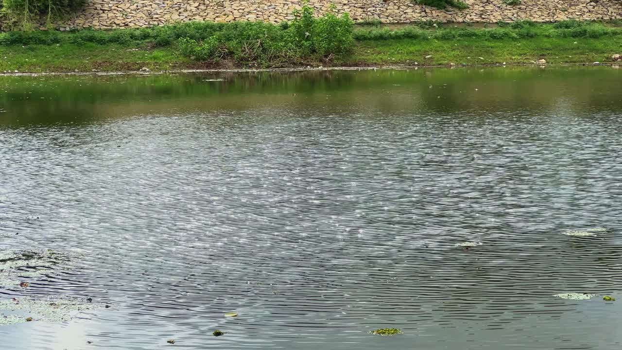 static shot of wind creating ripple on the surface of pond water