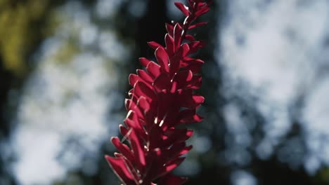 Primer-Plano-De-Una-Planta-Con-Flores-De-Jengibre-Rojo-Durante-El-Día