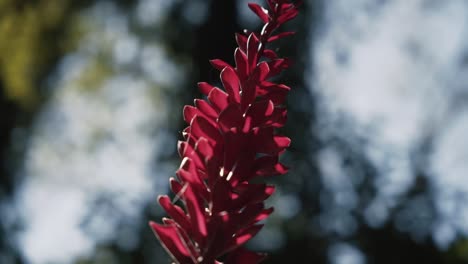 primer plano de una planta con flores de jengibre rojo durante el día