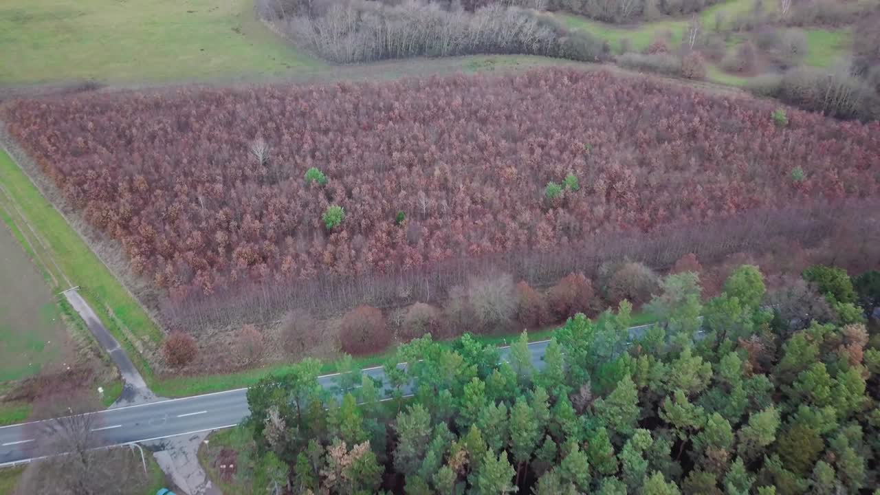 독일의 다채로운 숲