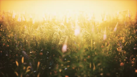 Flores-De-Campo-Silvestre-Al-Atardecer-De-Verano