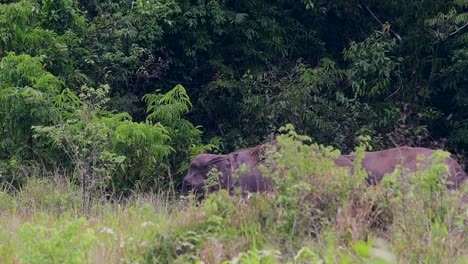 Los-Elefantes-Asiáticos-Son-Especies-En-Peligro-De-Extinción-Y-También-Son-Residentes-De-Tailandia