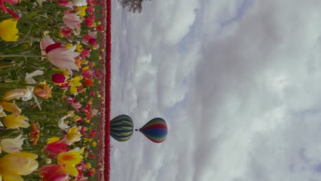 vertical format 4k video with tulip flowers in foreground and hot air balloons in distance rising at wooden shoe tulip farm portland oregon with beautiful puffy clouds in the sky