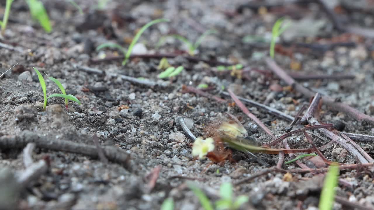 this walking ants. in desert spaces that are green and at the same time dry because the desert moves it in that way. a life of religious monasticism. of religious congregations.