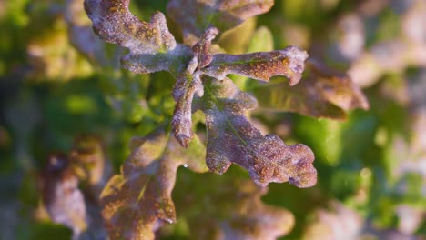primer plano de un espécimen joven de roble con sus hojas inmaduras de color púrpura
