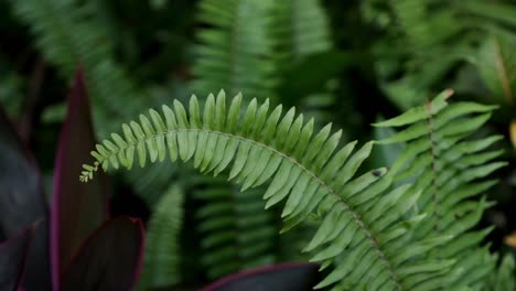 exuberante planta de helecho de isla tropical que crece en un bosque lluvioso que sopla en el viento