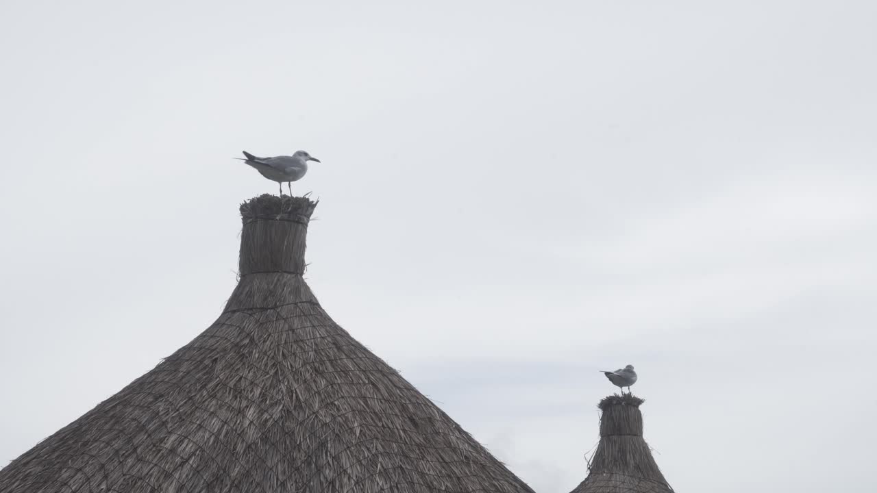 Two Seagulls Perched on Thatched Roofs