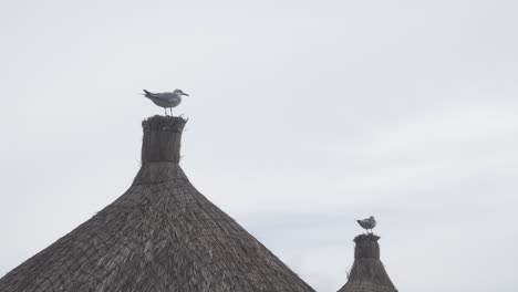 two seagulls perched on thatched roofs