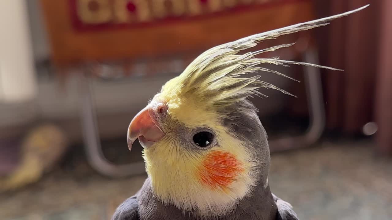 cute cockatiel pet bird with colorful feathers and vivid crown inside iran people home looking around cage domestic exotic parrot care fun avian life nature asian animal in iran culture today Tehran